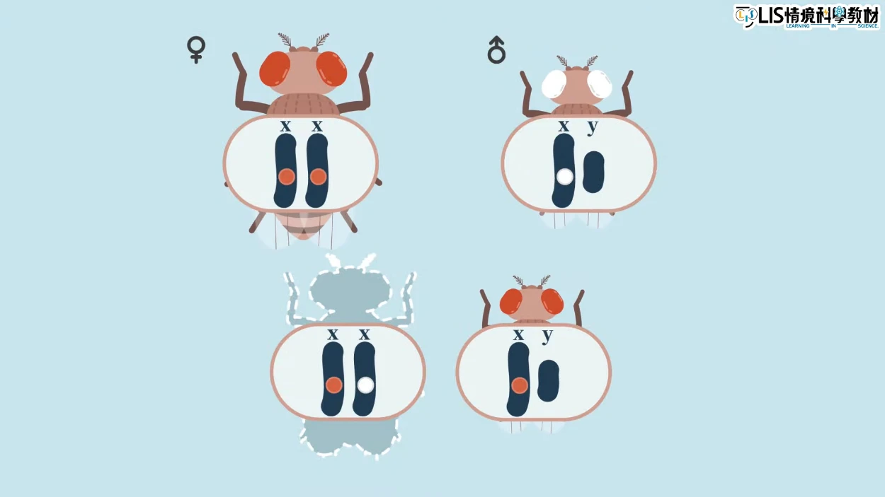 突變原理影片－摩根如何利用果蠅交配提出染色體的遺傳突變？ - LIS情境科學教材