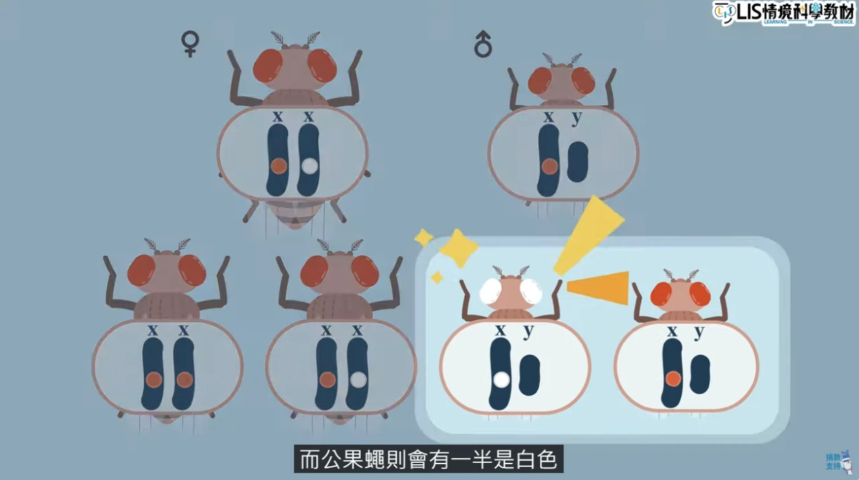 突變原理影片－摩根如何利用果蠅交配提出染色體的遺傳突變？ - LIS情境科學教材